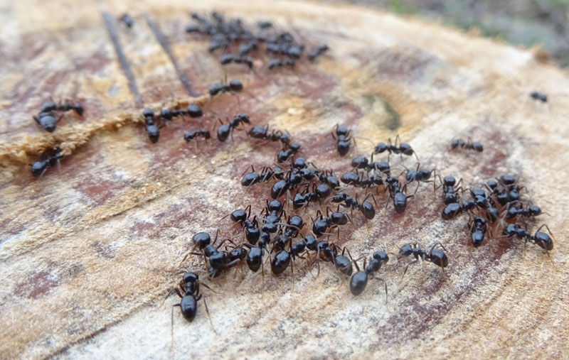 cosa fanno queste formiche ? Lasius fuliginosus...che leccano la linfa